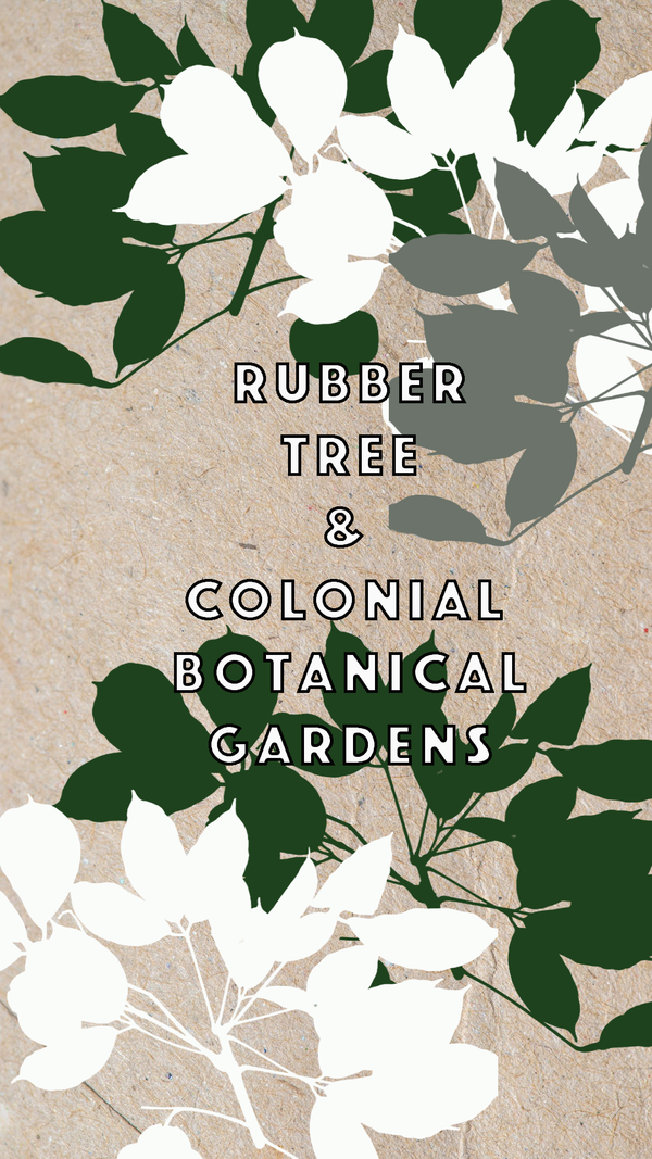 Rubber Tree & Colonial Botanical Gardens
