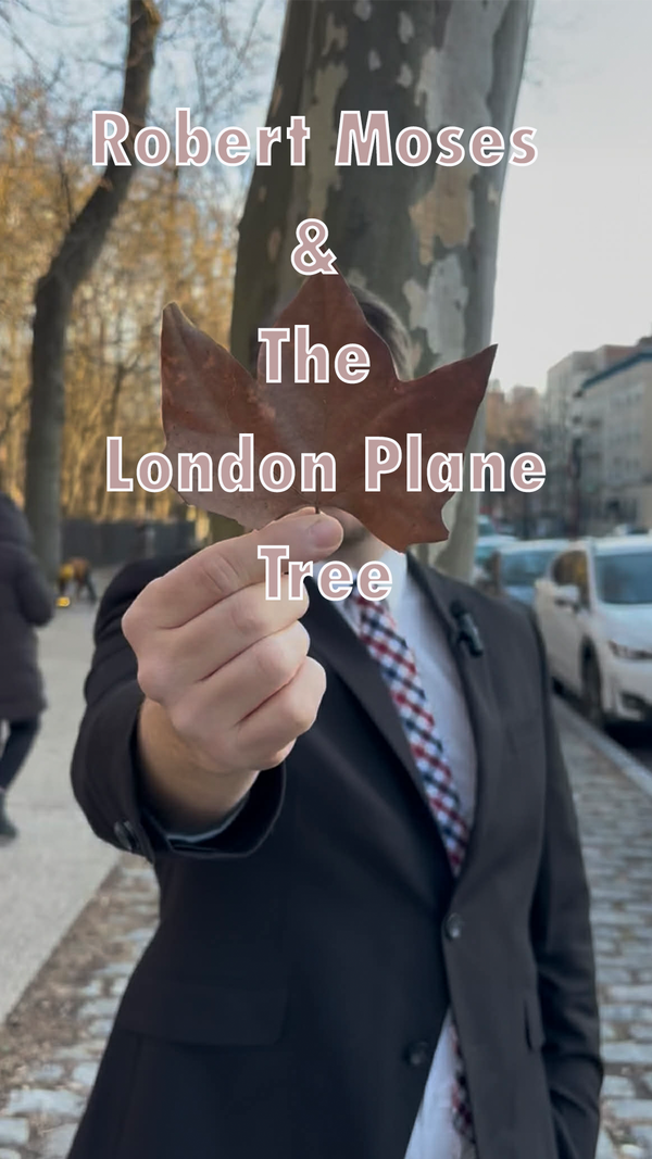 Robert Moses & The London Plane Tree